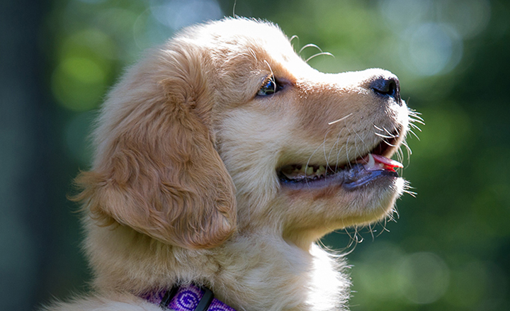 puppies and the market