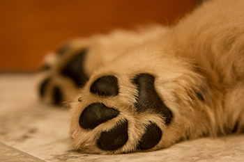 paws