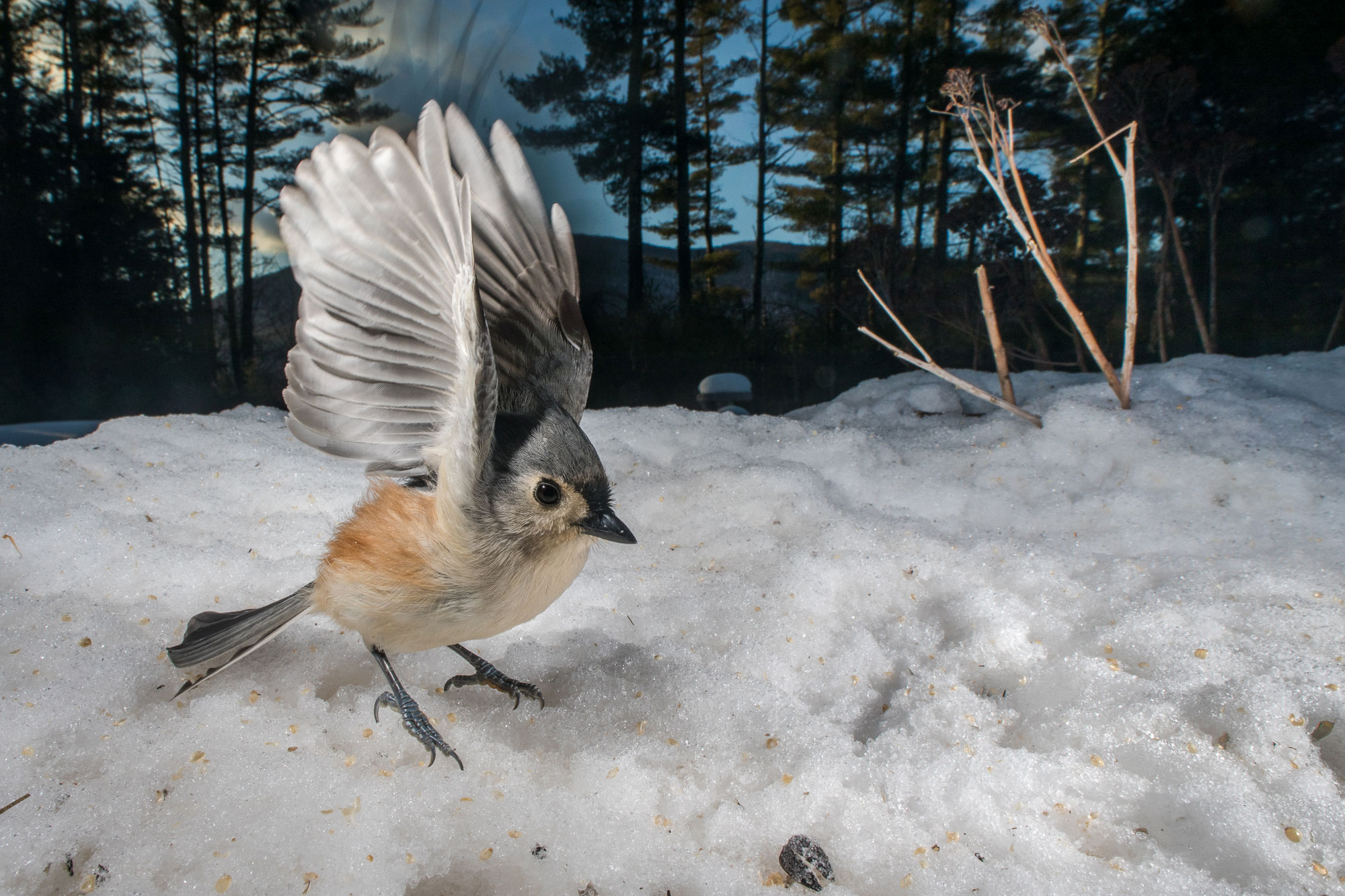 Bird landing in Snow
